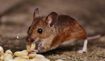 24 Hour & Emergency Exterminators in Elberon, VA